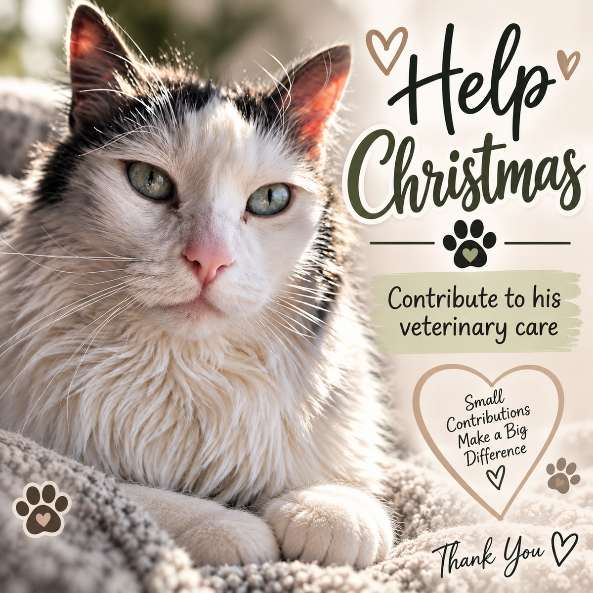 Help Christmas 🐾❤️