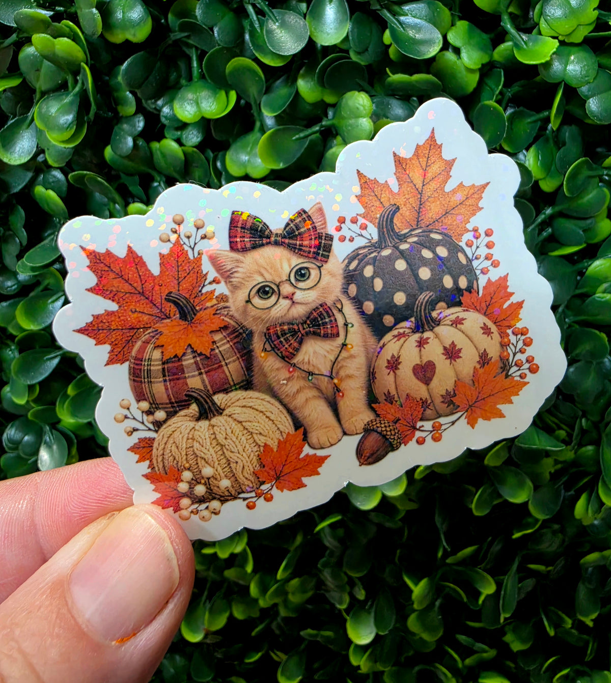 🍁 Pumpkin Patch Kitty